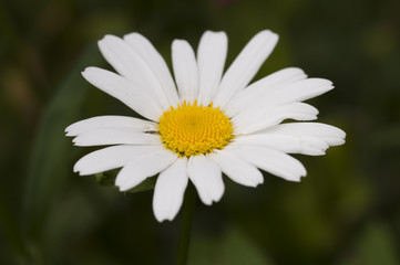 beautiful white flower in the summer garden