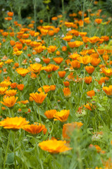 beautiful bouquet of colorful flowers