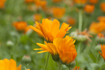 beautiful bouquet of colorful flowers