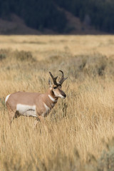 Fototapeta premium Pronghorn Antelope Buck