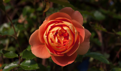 Pat Austin Rose