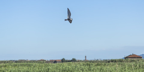 Whiskered tern flying in italian pond; specie Chlidonias hybrida family of Laridae