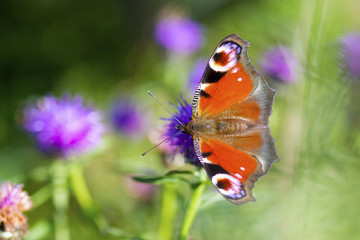 Colourful Peacock butterfly on Centaurea Scabiosa Knapweed flower