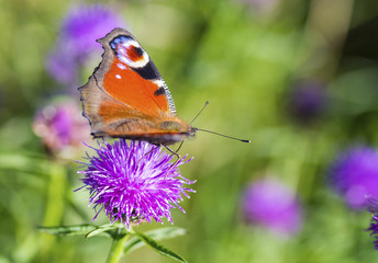 Colourful Peacock butterfly on Centaurea Scabiosa Knapweed flower