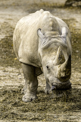 Fototapeta premium rinoceronte