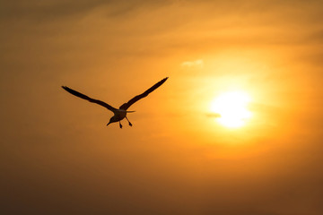 Silhouette low angle view of seagull flying against sunset.
