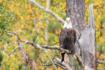 Eagle in Fall with Mouth Open