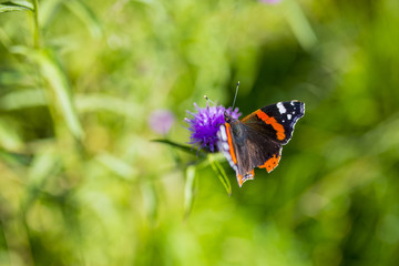 Colourful Red Admiral butterfly on Centaurea Scabiosa Knapweed flower