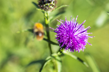 Vibrant and beautiful Centaurea Scabiosa Knapweed flower close up