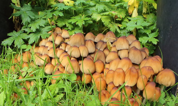Champignons Coprin micac&eacute; dans l'herbe