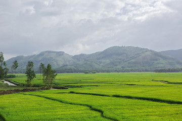 Fototapeta na wymiar Vietnam Rice Fields