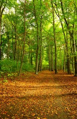 Obraz premium Park in autumn