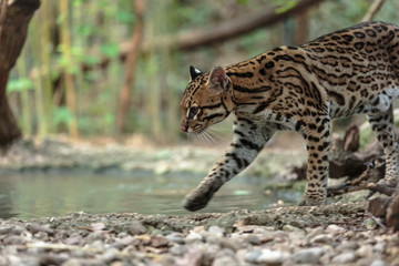 Leopardus pardalis. ocelot. gattopardo. Leopardus pardalis © saad