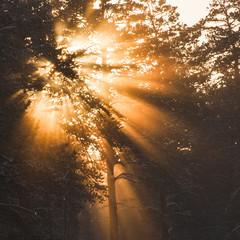 The bright light of the rising sun pours through the branches of the pines.