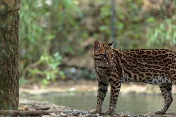 Leopardus pardalis. ocelot. gattopardo. Leopardus pardalis