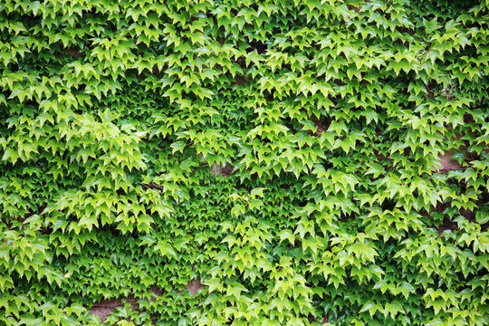 A fortress wall covered with ivy forming background