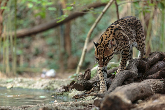 Leopardus pardalis. ocelot. gattopardo. Leopardus pardalis