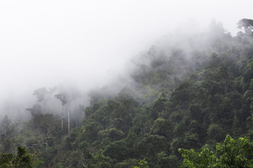 The jungle in the fog. Tropical vegetation on the mountainside.