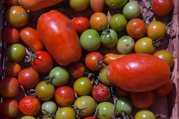 Tomatoes, Pachino, Ciliegino e San Marzano, produced in Campania, Italy.