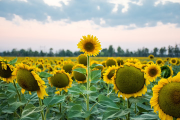 Naklejka premium Stand out and be different concept photo. Sunflower head is above and stands out among all other sunflowers against the background of the evening sky and sunset