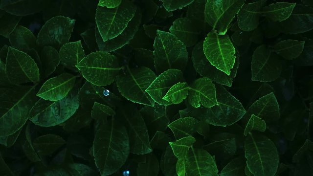 Fluorescent plants. Chemically modified leaves, shine at night. Watered with chemical water with a bright color. 