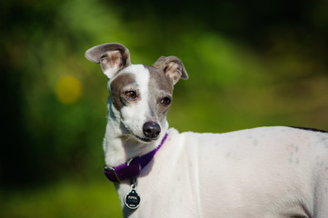 Italian Greyhound portrait in greenery