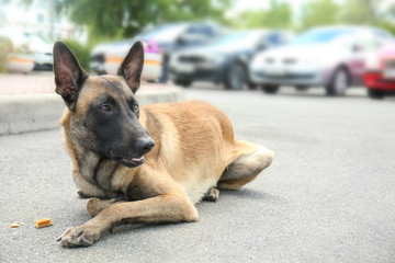 Homeless dog outdoors. Concept of volunteering and animal shelters