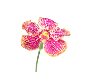 Beautiful orchid flower on white background