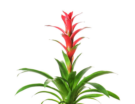 Red Guzmania flower on white background