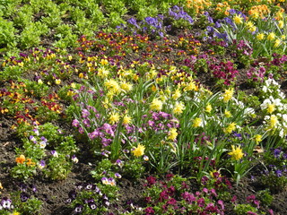 Fototapeta premium Frühlingsblumen