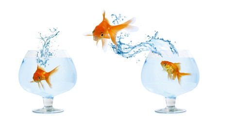 goldfish jumping out of the fishbowl.