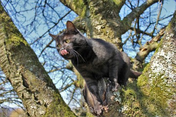 Cat licking katze lecken baum klettern tree climbing
