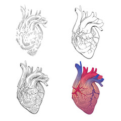 Human heart hand drawn isolated on a white backgrounds. Anatomical sketch. Vector illustration.