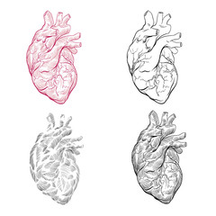 Human heart hand drawn isolated on a white backgrounds. Anatomical sketch. Vector illustration.