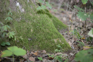 Herbstfarben im Wald