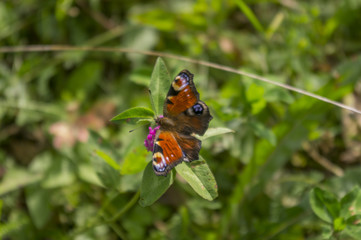 butterfly on clover leaf 4