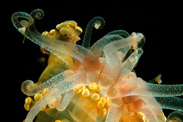 Alicia mirabilis. Attinia