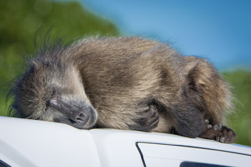 A chacma baboon sleeps on top of a vehicle at Cape Point Nature Reserve, South Africa