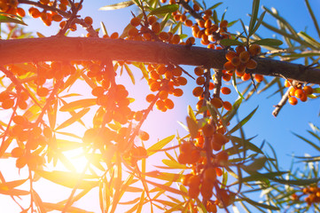 ripe sea buckthorn growing on a tree