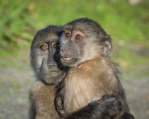 Obraz premium A pair of chacma baboons hug each other at Silvermine Nature Reserve, South Africa