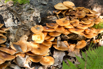 Honey agaric .A lot of honey agaric growing on an old tree in the forest