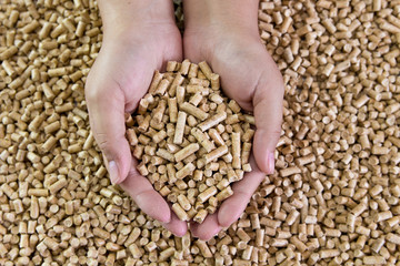 Wood pellets in female hands. Biofuels. Alternative biofuel from wood chips . The cat litter.