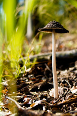 Black Mushroom