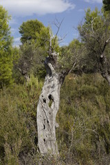 Alter Olivenbaum - Überlebenskünstler