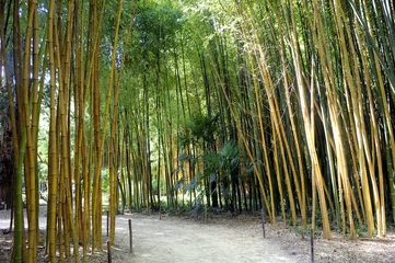 Tissu par mètre Bambou Forêt de bambous dans la bambouseraie d& 39 Anduze