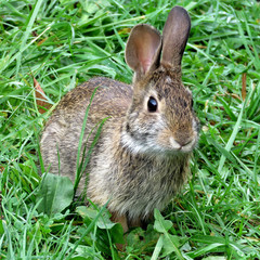  Thornhill eastern cottontail rabbit September 2017