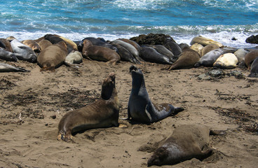 Dueling Sea Lions