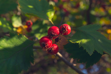 rose hips growing on a tree