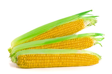 ear of corn isolated on a white background
