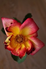 Fototapeta na wymiar Picture of a beautiful rosy rose
